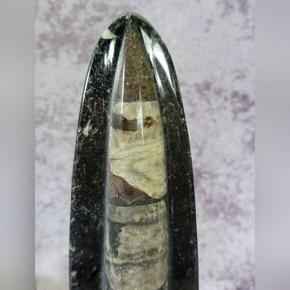 Orthoceras Fossils Self Standing - Picture 9 of 16